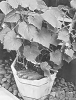 "Fanfare" cucumber was another AAS winner in the vegetables category.